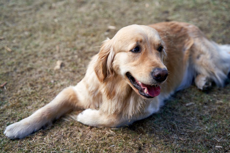 Koc Dogusturmek ruya sembolu