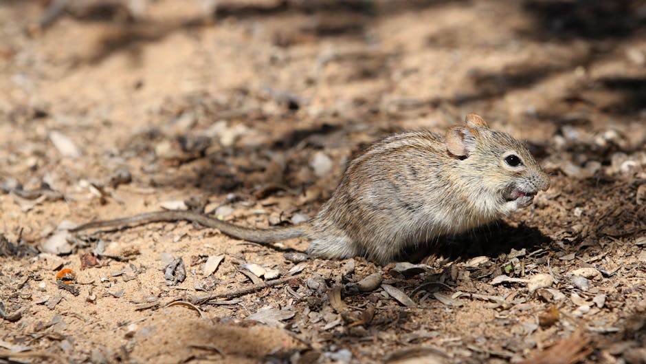 Sirat Koprusu ruya sembolu